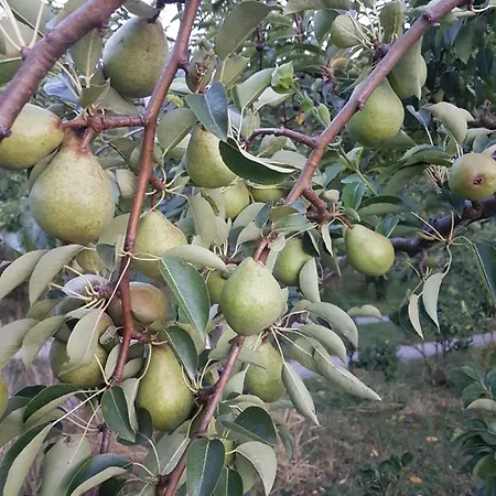 America's Ivisovo Greblje